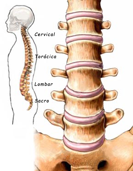 Entenda Sua Coluna Clinica Bachmann Dr Elinton Bachmann